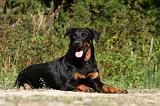 BEAUCERON 719